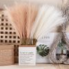 Buchet de iarbă pampas artificială 10 fire 56.6cm înălțime – Bej pudră  