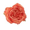 Floare de bujor artificială cap de floare 5.5cm – Portocaliu  