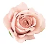 Cap de trandafir catifea, 8cm - Șampanie