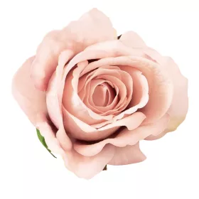 Cap de trandafir catifea, 8cm - Șampanie