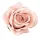 Cap de trandafir catifea, 8cm - Șampanie