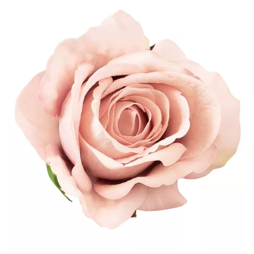 Cap de trandafir catifea, 8cm - Șampanie