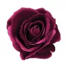 Cap de trandafir catifea, 8cm - Bordo