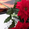 Buchet de poinsettia (steaua Crăciunului) 5 ramuri 37cm floare 13.5cm  