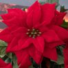 Buchet de poinsettia (steaua Crăciunului) 5 ramuri 37cm floare 13.5cm  