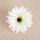 Cap de gerbera artificială 9cm – Alb-verzui  