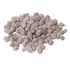 Casurina 150g/pachet - Ceai Alb