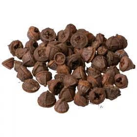 Fruct de Eucalipt 150g/pachet - Natural