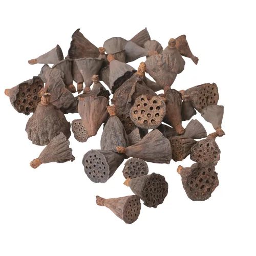 Mini Lotus 1–3cm, 50buc./pachet - Natural