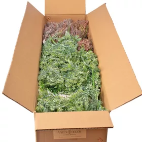 Tufă de chiparos, 7 fire, 35cm înălțime - Mix 48 buc.