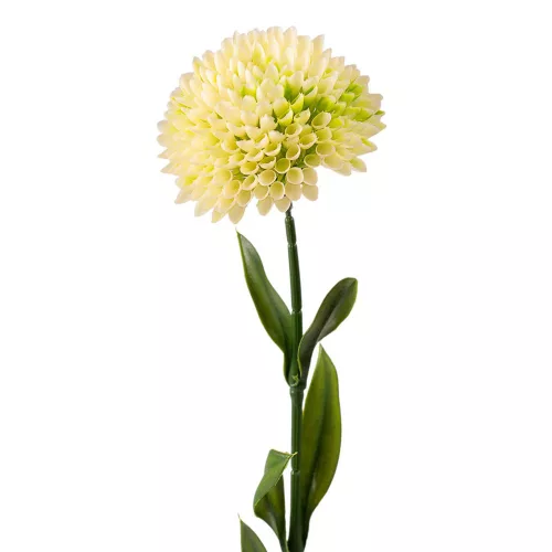 Fir de dalie, 50cm - Ecru