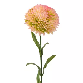 Fir de dalie, 50cm - Crem / Roz