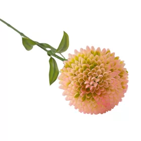 Fir de dalie, 50cm - Crem / Roz