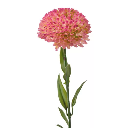 Fir de dalie, 50cm - Roz