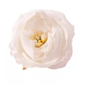 Cap de bujor din mătase, 7cm - Ecru