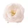 Cap de bujor din mătase, 7cm - Ecru